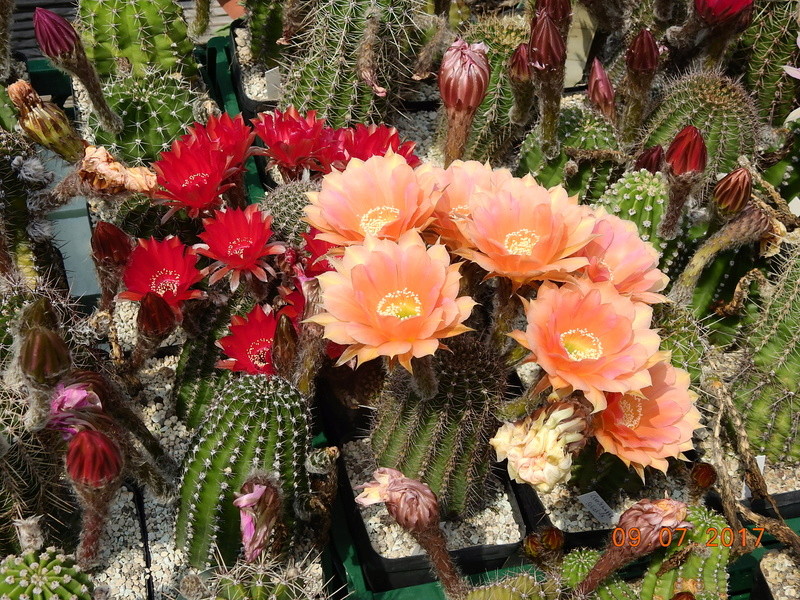 Cacti and Sukkulent in Köln, every day new flowers in the greenhouse Part 171 Bild1959