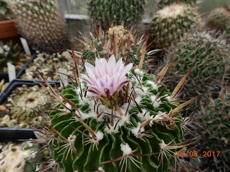 Cacti and Sukkulent in Köln, every day new flowers in the greenhouse Part 172 Bild1974