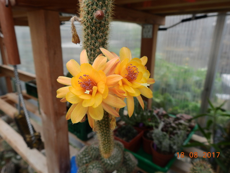 Cacti and Sukkulent in Köln, every day new flowers in the greenhouse Part 172 Bild1975