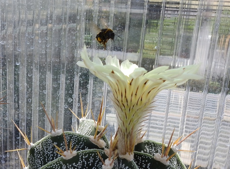 Cacti and Sukkulent in Köln, every day new flowers in the greenhouse Part 172 Bild1999