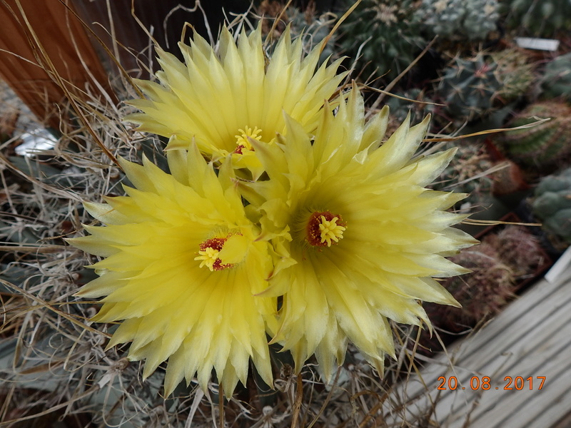 Cacti and Sukkulent in Köln, every day new flowers in the greenhouse Part 172 Bild2012