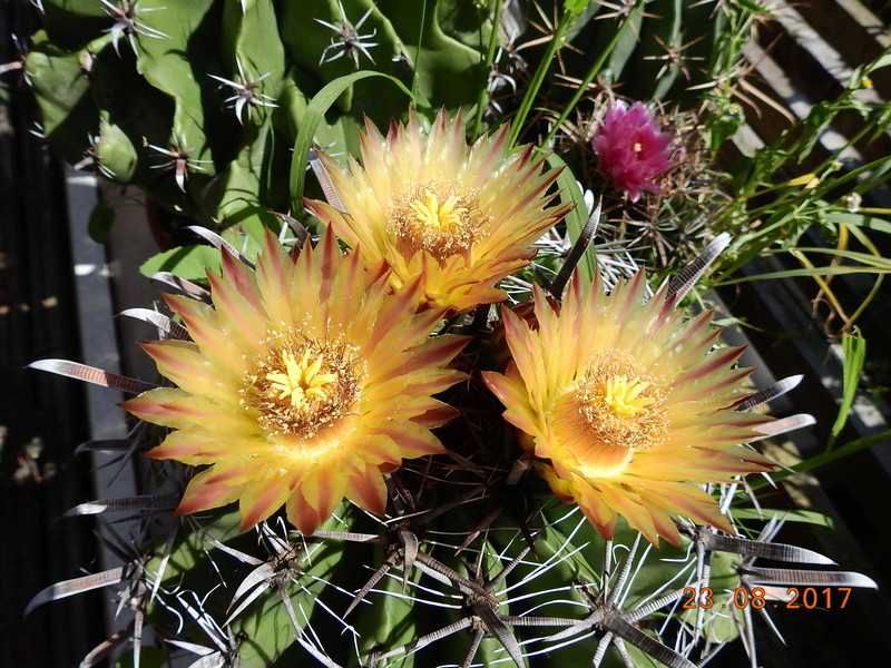 Cacti and Sukkulent in Köln, every day new flowers in the greenhouse Part 172 Bild2033