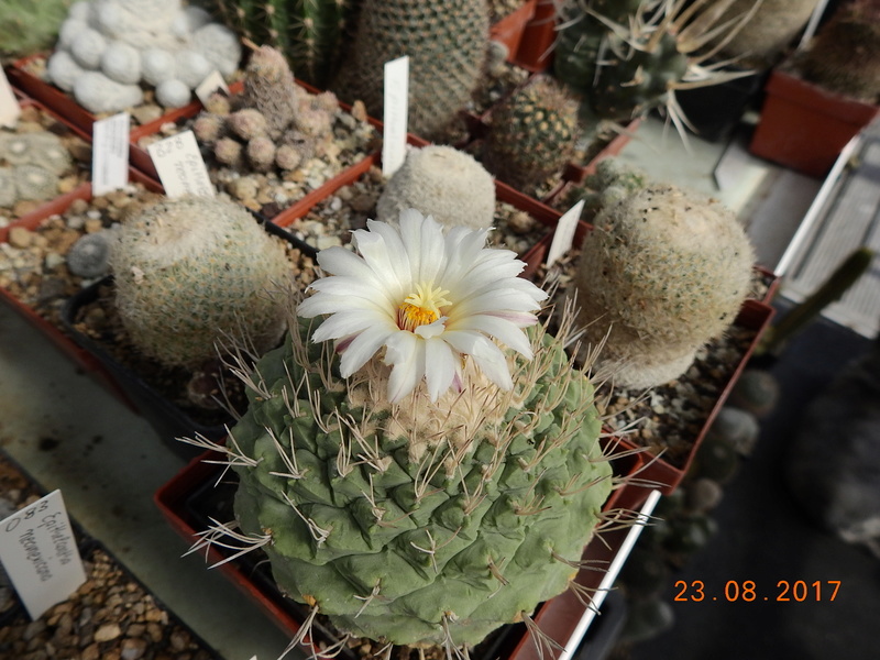 Cacti and Sukkulent in Köln, every day new flowers in the greenhouse Part 172 Bild2054