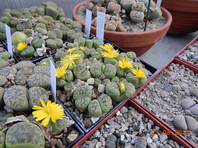 Cacti and Sukkulent in Köln, every day new flowers in the greenhouse Part 172 Bild2071
