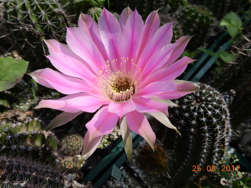 Cacti and Sukkulent in Köln, every day new flowers in the greenhouse Part 172 Bild2073