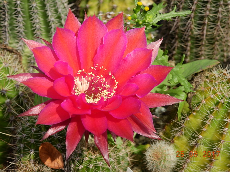 Cacti and Sukkulent in Köln, every day new flowers in the greenhouse Part 172 Bild2076