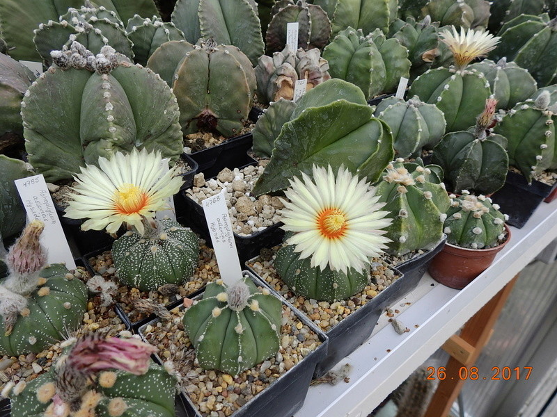 Cacti and Sukkulent in Köln, every day new flowers in the greenhouse Part 172 Bild2083