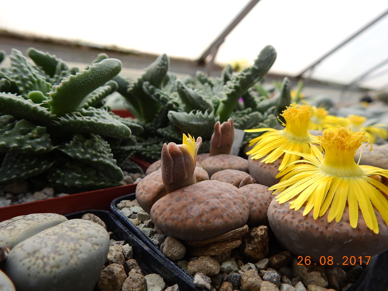 Cacti and Sukkulent in Köln, every day new flowers in the greenhouse Part 172 Bild2091