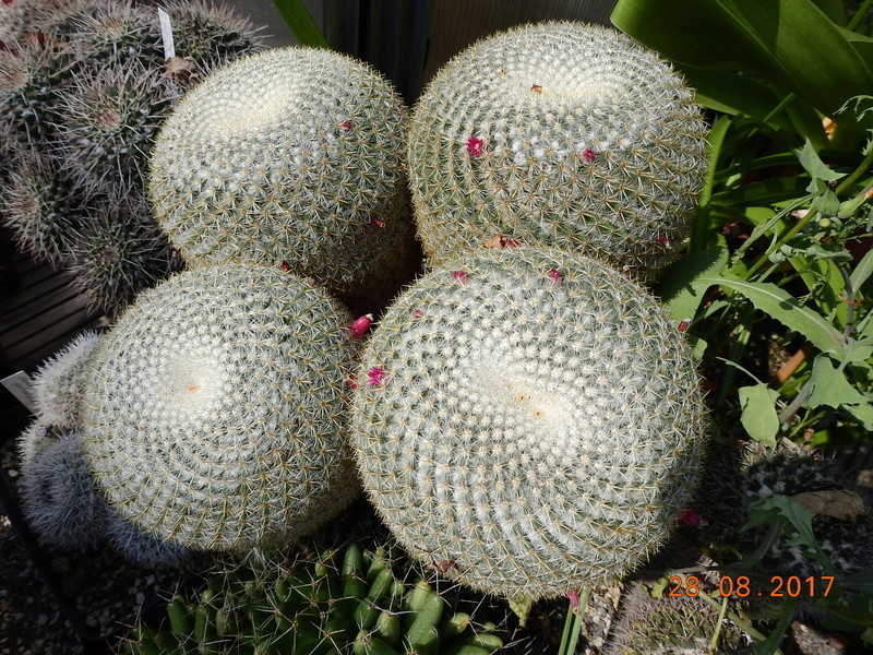 Cacti and Sukkulent in Köln, every day new flowers in the greenhouse Part 172 Bild2106