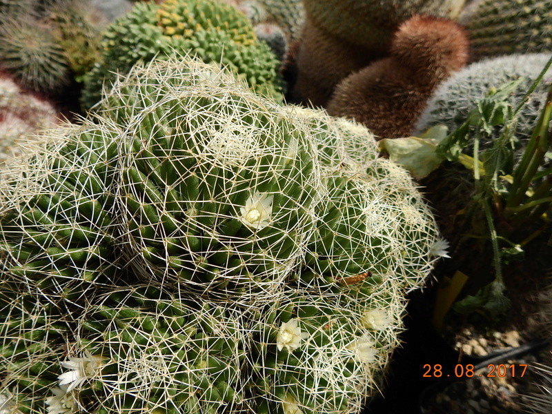 Cacti and Sukkulent in Köln, every day new flowers in the greenhouse Part 172 Bild2109