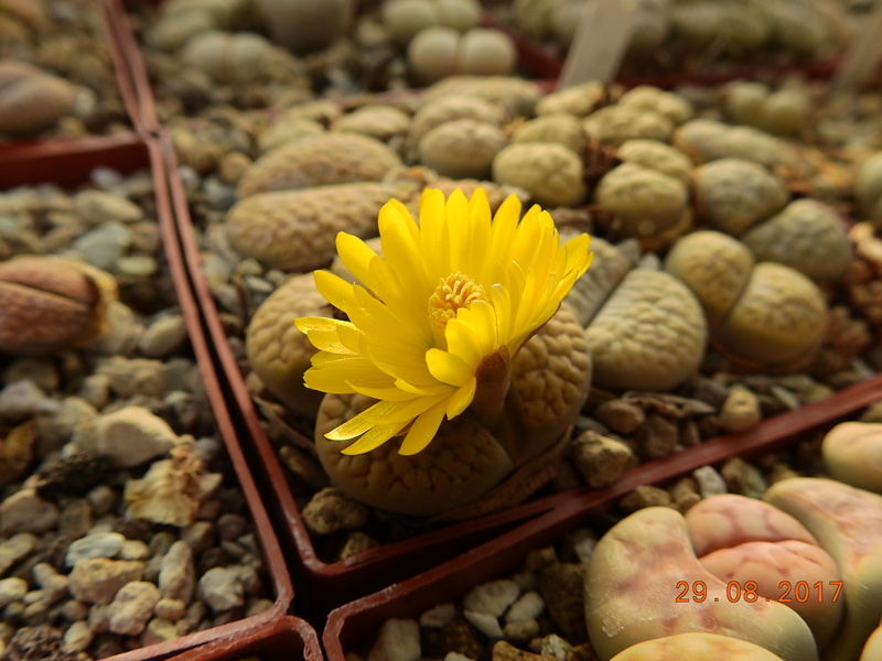 Cacti and Sukkulent in Köln, every day new flowers in the greenhouse Part 173 Bild2134