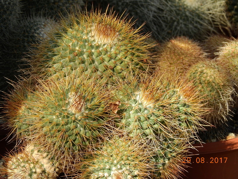 Cacti and Sukkulent in Köln, every day new flowers in the greenhouse Part 173 Bild2144