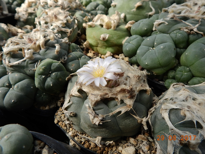 Cacti and Sukkulent in Köln, every day new flowers in the greenhouse Part 173 Bild2155