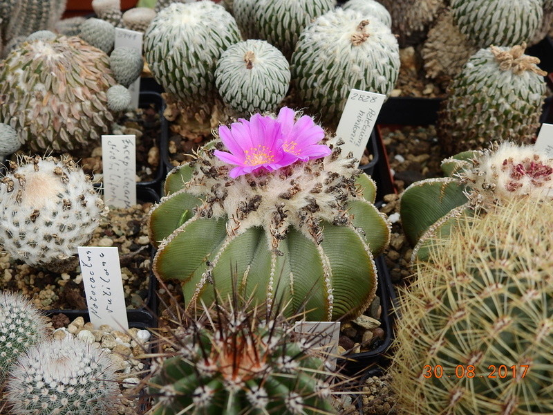 Cacti and Sukkulent in Köln, every day new flowers in the greenhouse Part 173 Bild2159