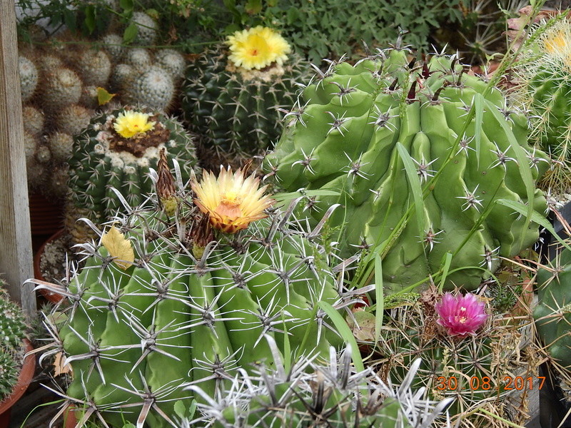 Cacti and Sukkulent in Köln, every day new flowers in the greenhouse Part 173 Bild2162