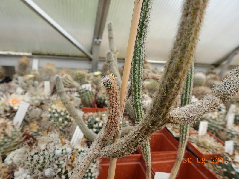 Cacti and Sukkulent in Köln, every day new flowers in the greenhouse Part 173 Bild2167