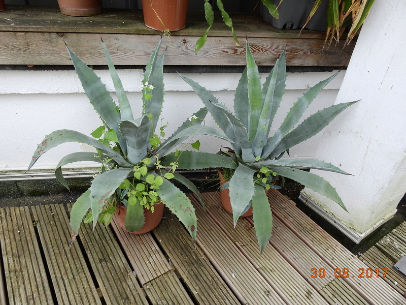 Cacti and Sukkulent in Köln, every day new flowers in the greenhouse Part 173 Bild2174