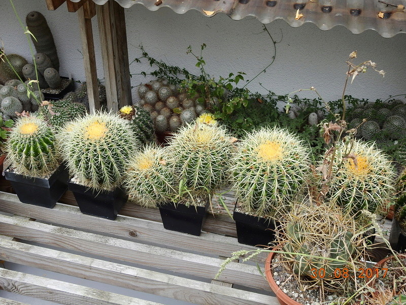 Cacti and Sukkulent in Köln, every day new flowers in the greenhouse Part 173 Bild2178