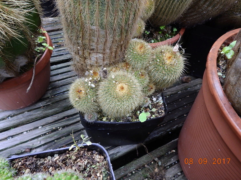 Cacti and Sukkulent in Köln, every day new flowers in the greenhouse Part 173 Bild2229