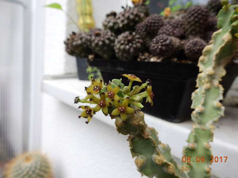 Cacti and Sukkulent in Köln, every day new flowers in the greenhouse Part 173 Bild2231