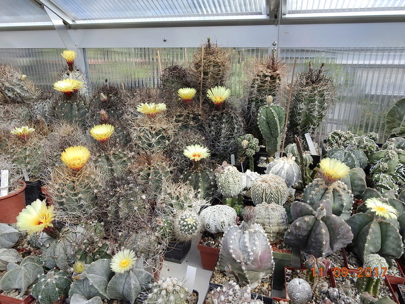 Cacti and Sukkulent in Köln, every day new flowers in the greenhouse Part 174 Bild2250