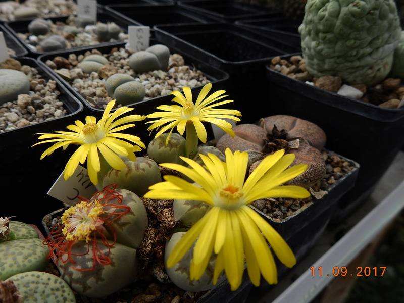 Cacti and Sukkulent in Köln, every day new flowers in the greenhouse Part 174 Bild2276