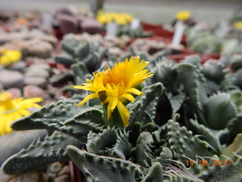 Cacti and Sukkulent in Köln, every day new flowers in the greenhouse Part 174 Bild2302