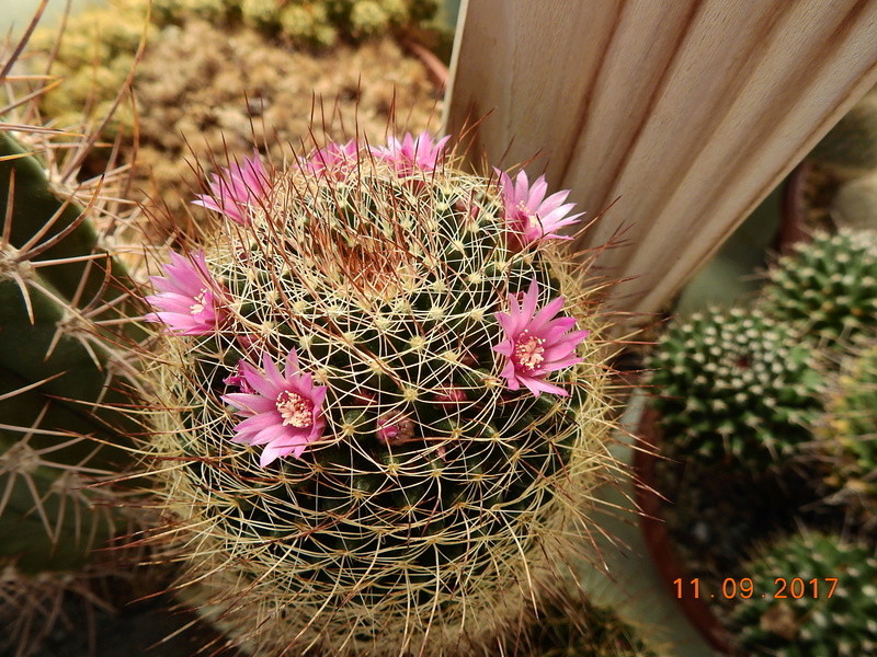 Cacti and Sukkulent in Köln, every day new flowers in the greenhouse Part 174 Bild2308