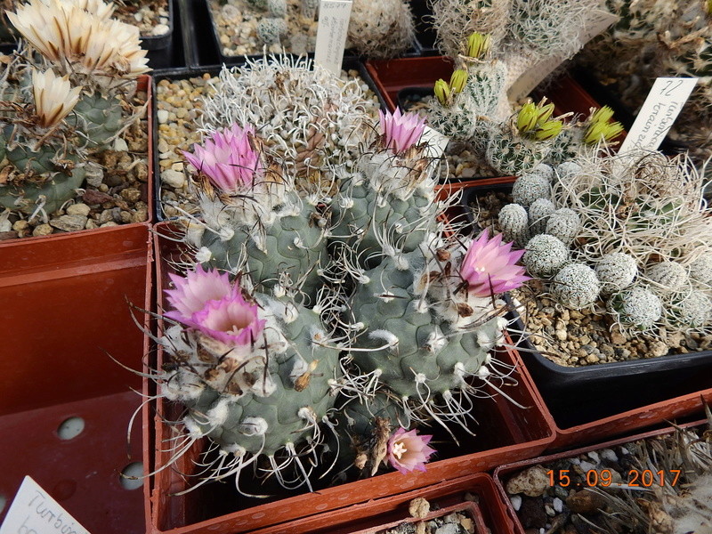 Cacti and Sukkulent in Köln, every day new flowers in the greenhouse Part 175 Bild2330