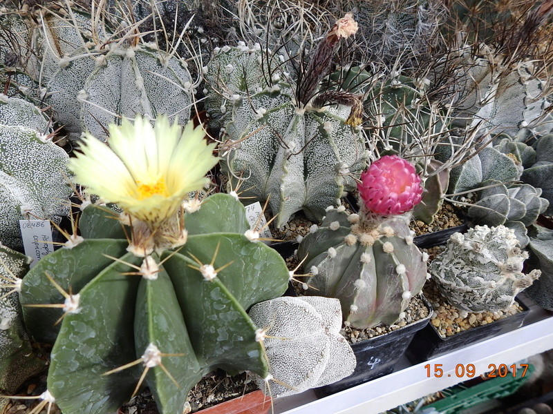Cacti and Sukkulent in Köln, every day new flowers in the greenhouse Part 175 Bild2347