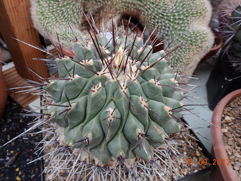 Cacti and Sukkulent in Köln, every day new flowers in the greenhouse Part 175 Bild2348