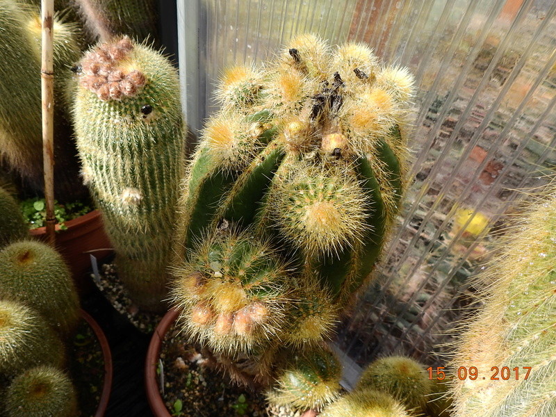 Cacti and Sukkulent in Köln, every day new flowers in the greenhouse Part 175 Bild2353