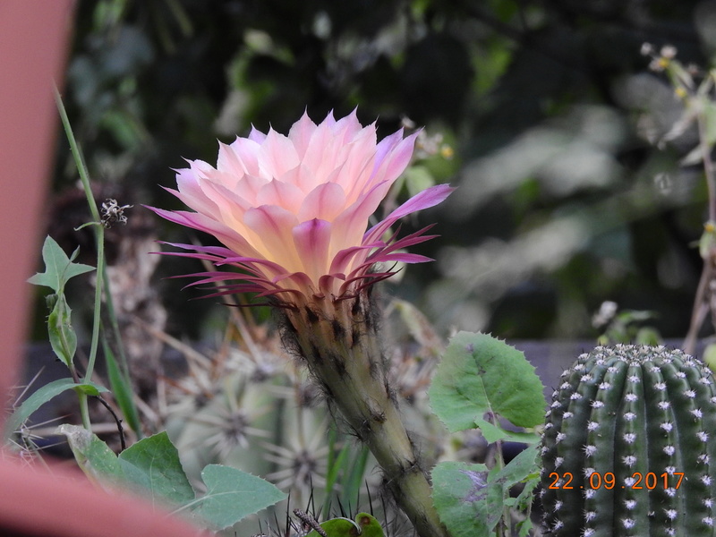 Cacti and Sukkulent in Köln, every day new flowers in the greenhouse Part 175 Bild2384