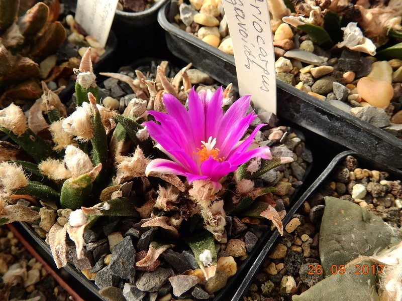 Cacti and Sukkulent in Köln, every day new flowers in the greenhouse Part 175 Bild2448