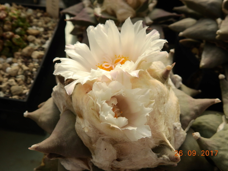 Cacti and Sukkulent in Köln, every day new flowers in the greenhouse Part 175 Bild2457