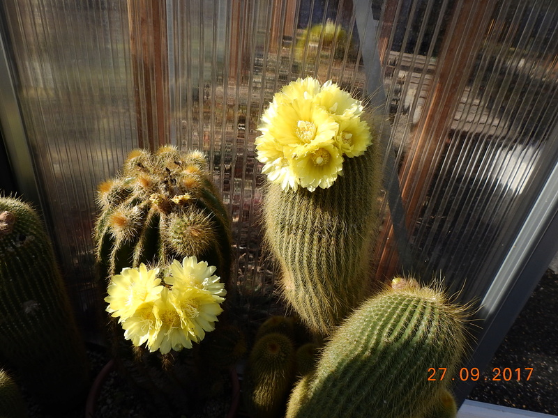 Cacti and Sukkulent in Köln, every day new flowers in the greenhouse Part 176 Bild2468
