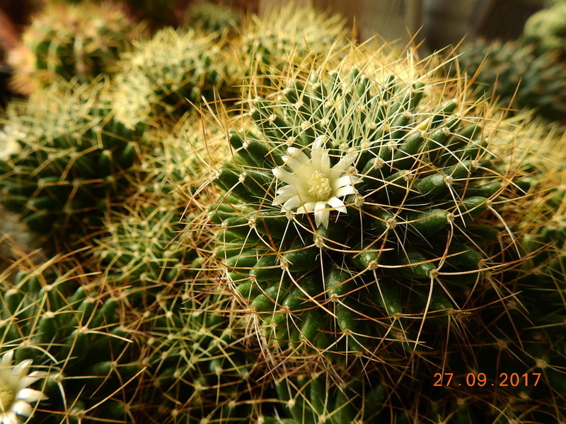 Cacti and Sukkulent in Köln, every day new flowers in the greenhouse Part 176 Bild2470