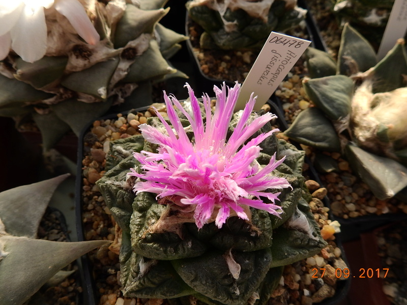 Cacti and Sukkulent in Köln, every day new flowers in the greenhouse Part 176 Bild2482