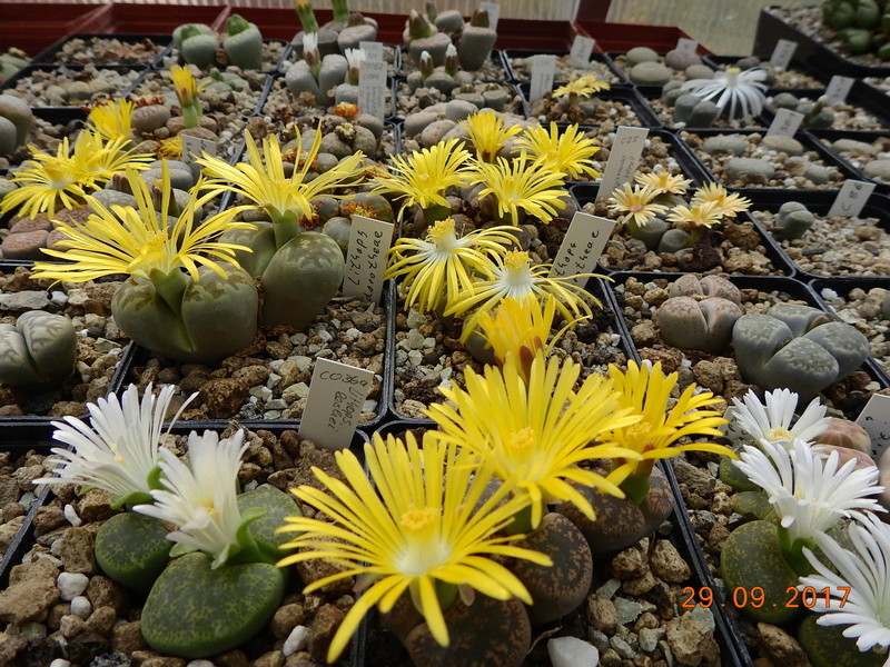 Cacti and Sukkulent in Köln, every day new flowers in the greenhouse Part 176 Bild2496