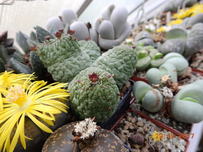 Cacti and Sukkulent in Köln, every day new flowers in the greenhouse Part 176 Bild2519