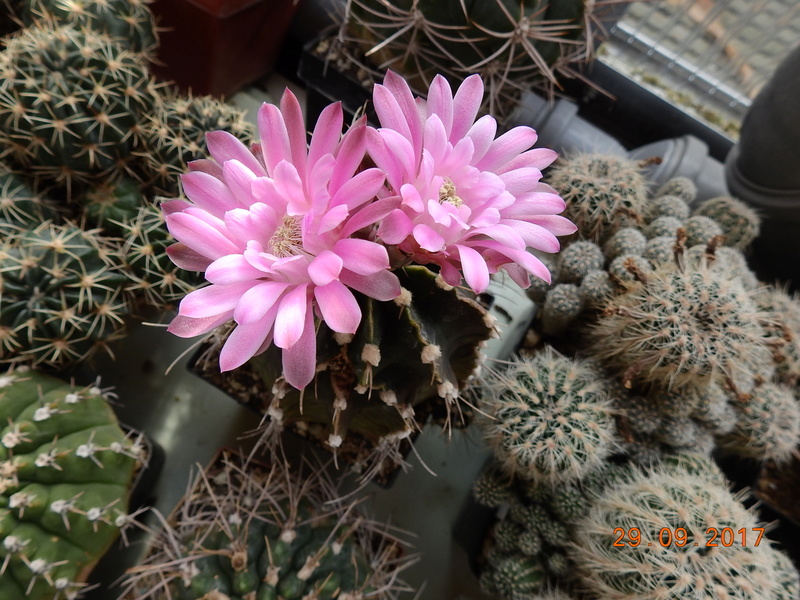 Cacti and Sukkulent in Köln, every day new flowers in the greenhouse Part 176 Bild2528