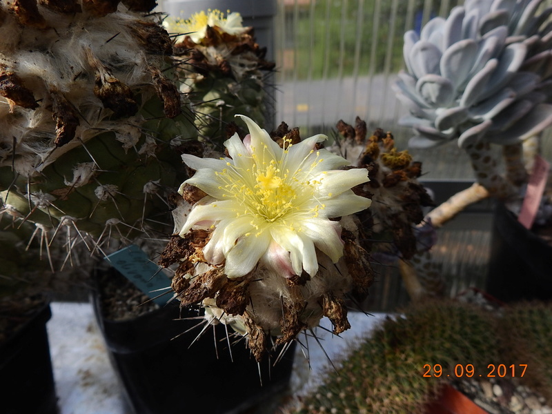 Cacti and Sukkulent in Köln, every day new flowers in the greenhouse Part 176 Bild2530