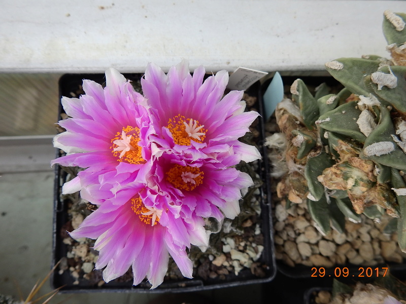 Cacti and Sukkulent in Köln, every day new flowers in the greenhouse Part 176 Bild2543