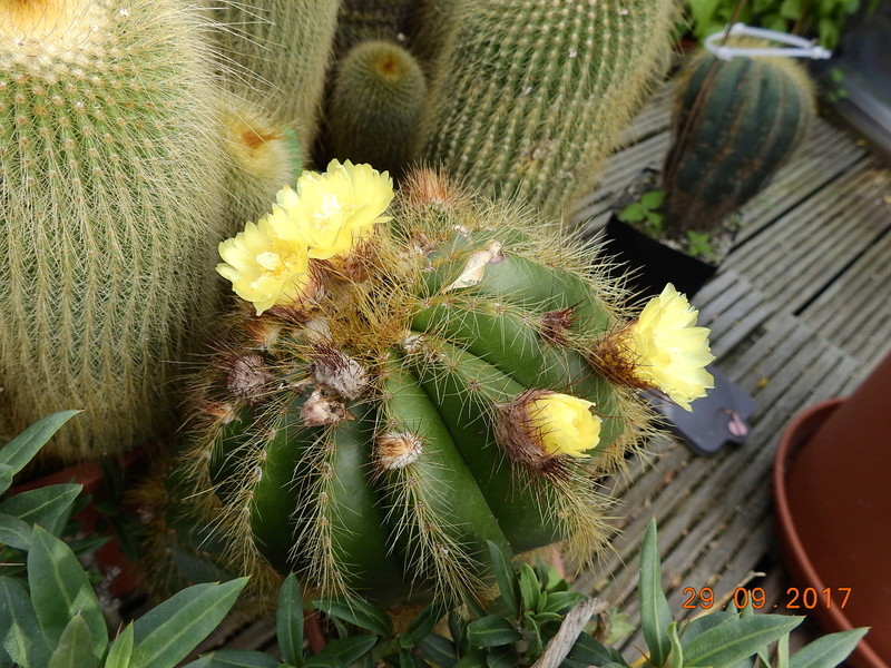 Cacti and Sukkulent in Köln, every day new flowers in the greenhouse Part 176 Bild2551