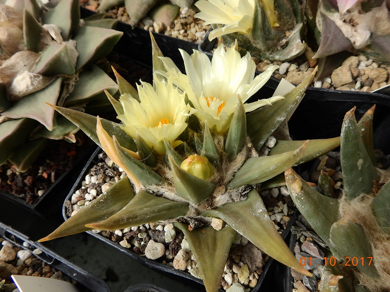 Cacti and Sukkulent in Köln, every day new flowers in the greenhouse Part 177 Bild2575