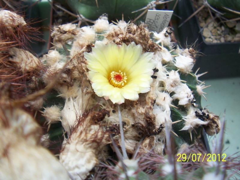 Cacti and Sukkulent in Köln, every day new flowers in the greenhouse Part 18 Bild_141