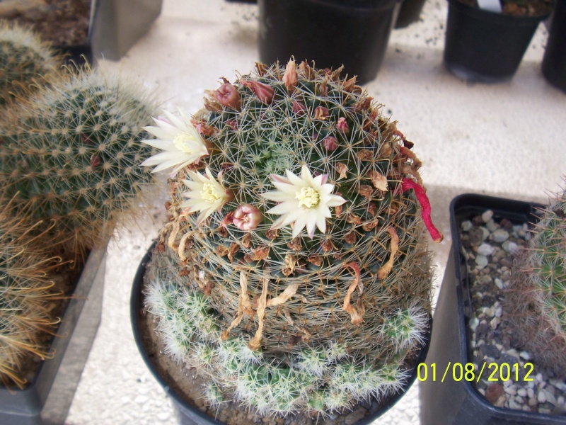 Cacti and Sukkulent in Köln, every day new flowers in the greenhouse Part 19 Bild_164