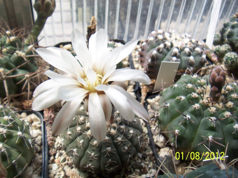 Cacti and Sukkulent in Köln, every day new flowers in the greenhouse Part 19 Bild_191