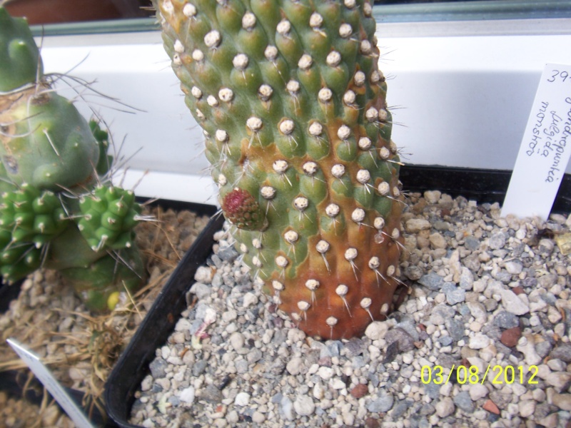 Cacti and Sukkulent in Köln, every day new flowers in the greenhouse Part 20  Bild_223