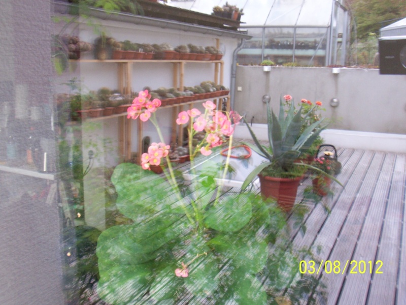 Cacti and Sukkulent in Köln, every day new flowers in the greenhouse Part 20 Bild_224